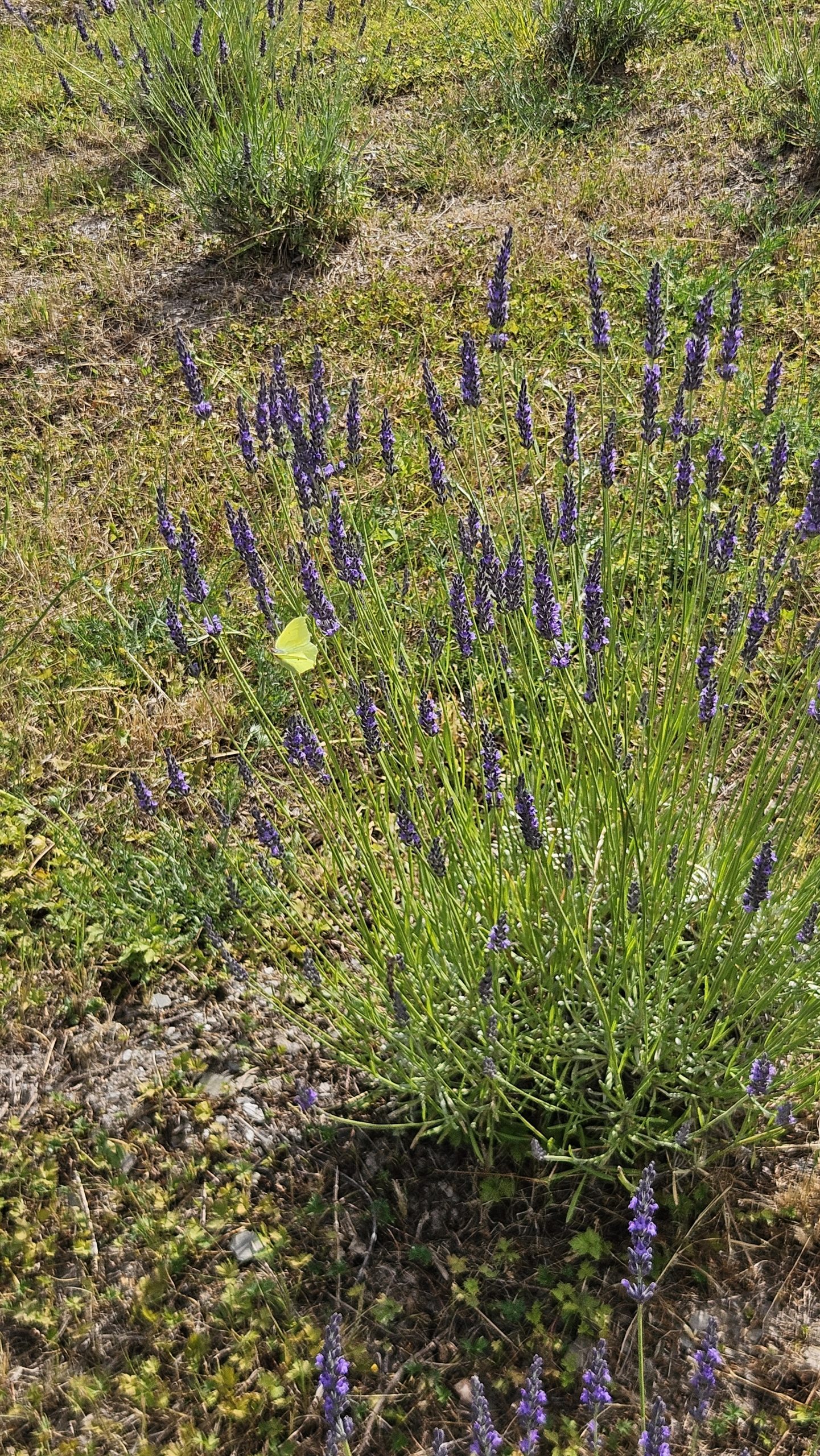 Einzelne blühende Lavendelpflanze auf dem Lila Dreieck auf der Acht – Symbol für Artenvielfalt und Naturschutz bei LAVELAL.