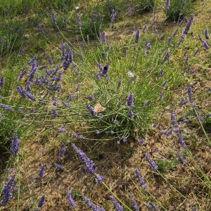 Einzelne blühende Lavendelpflanze auf dem Lila Dreieck auf der Acht – Symbol für Artenvielfalt und Naturschutz bei LAVELAL.
