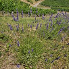 Einzelne blühende Lavendelpflanze auf dem Lila Dreieck auf der Acht – Symbol für Artenvielfalt und Naturschutz bei LAVELAL.
