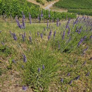 Einzelne blühende Lavendelpflanze auf dem Lila Dreieck auf der Acht – Symbol für Artenvielfalt und Naturschutz bei LAVELAL.