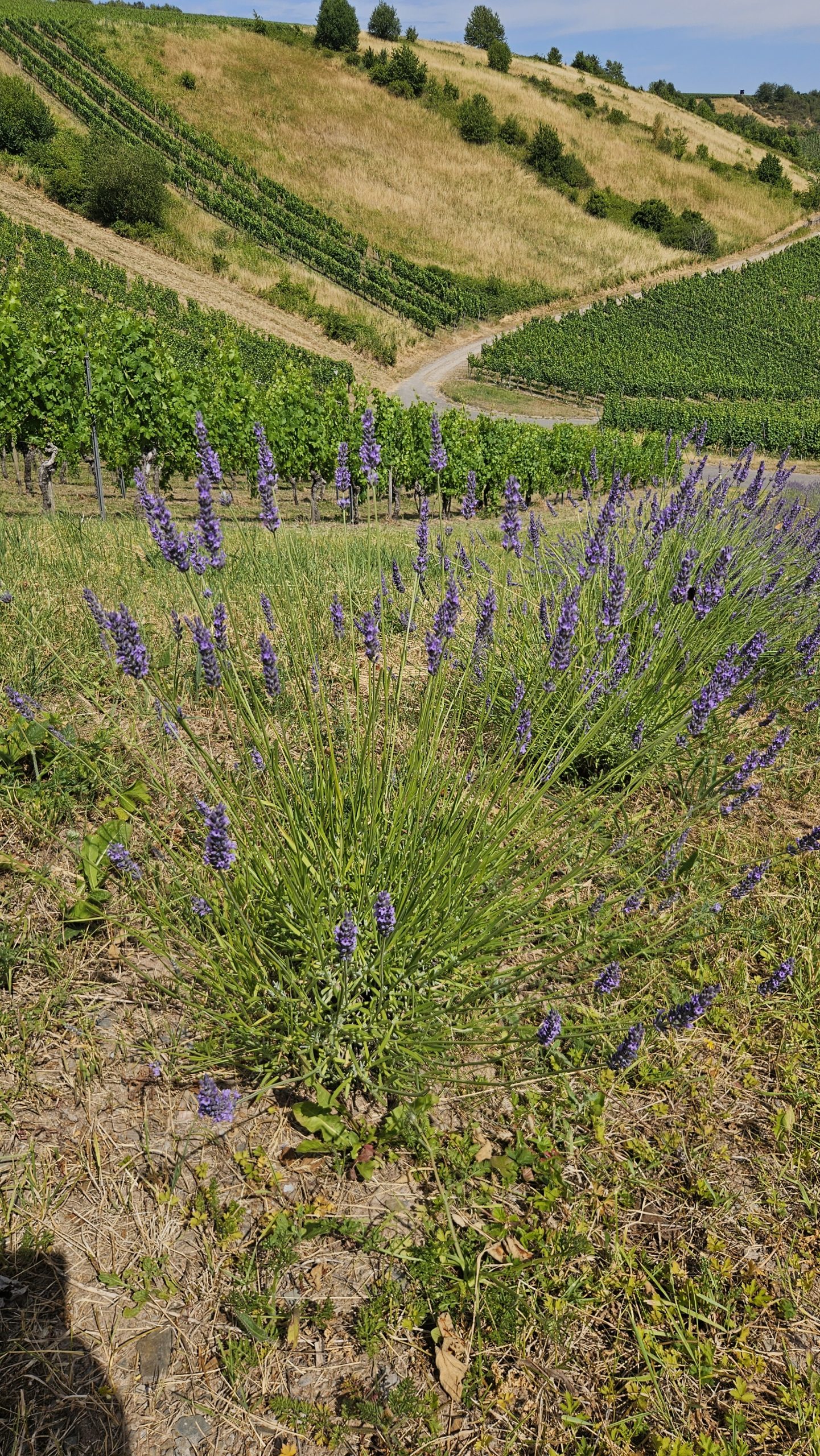 Einzelne blühende Lavendelpflanze auf dem Lila Dreieck auf der Acht – Symbol für Artenvielfalt und Naturschutz bei LAVELAL.