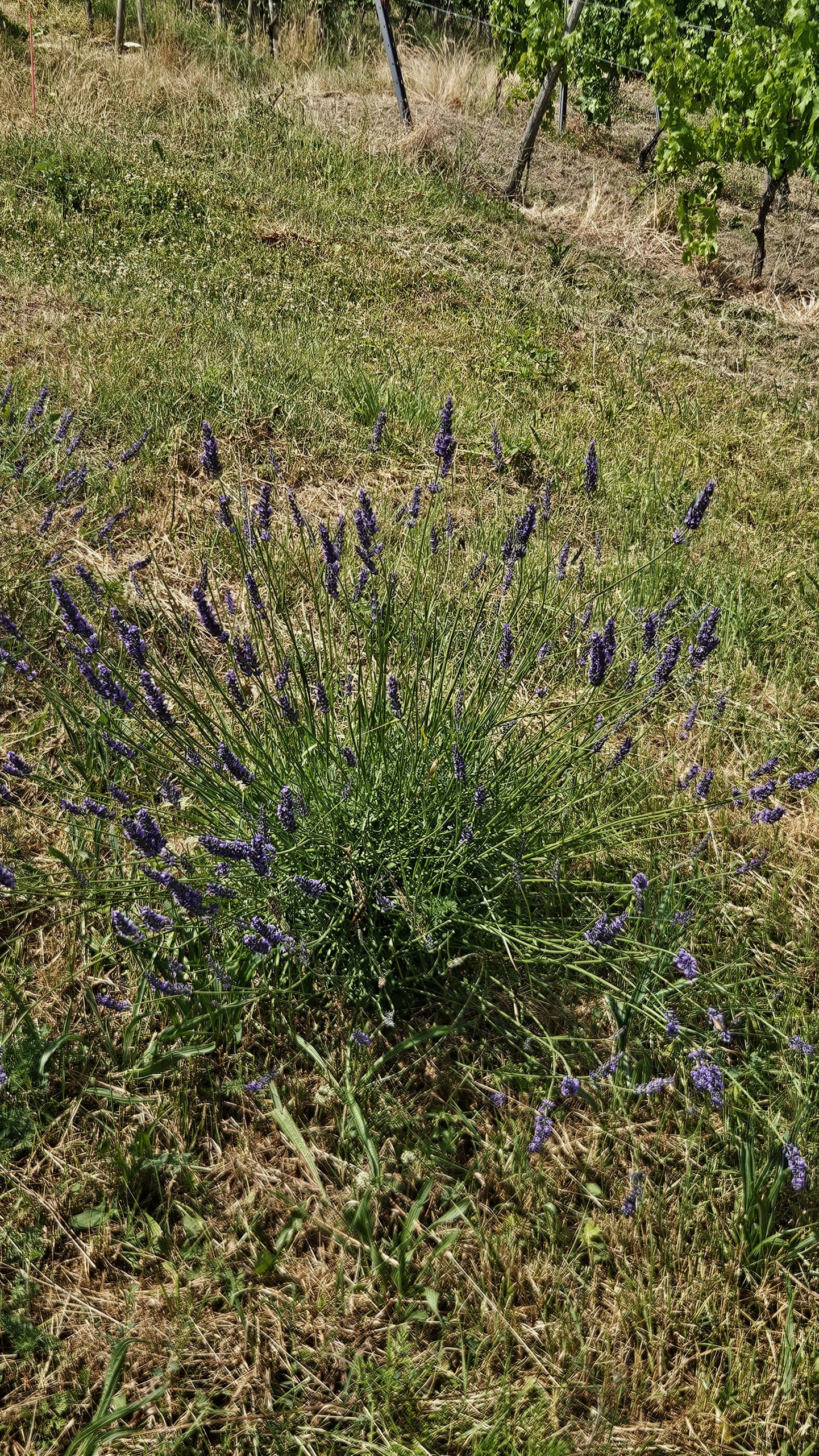 Einzelne blühende Lavendelpflanze auf dem Lila Dreieck auf der Acht – Symbol für Artenvielfalt und Naturschutz bei LAVELAL.