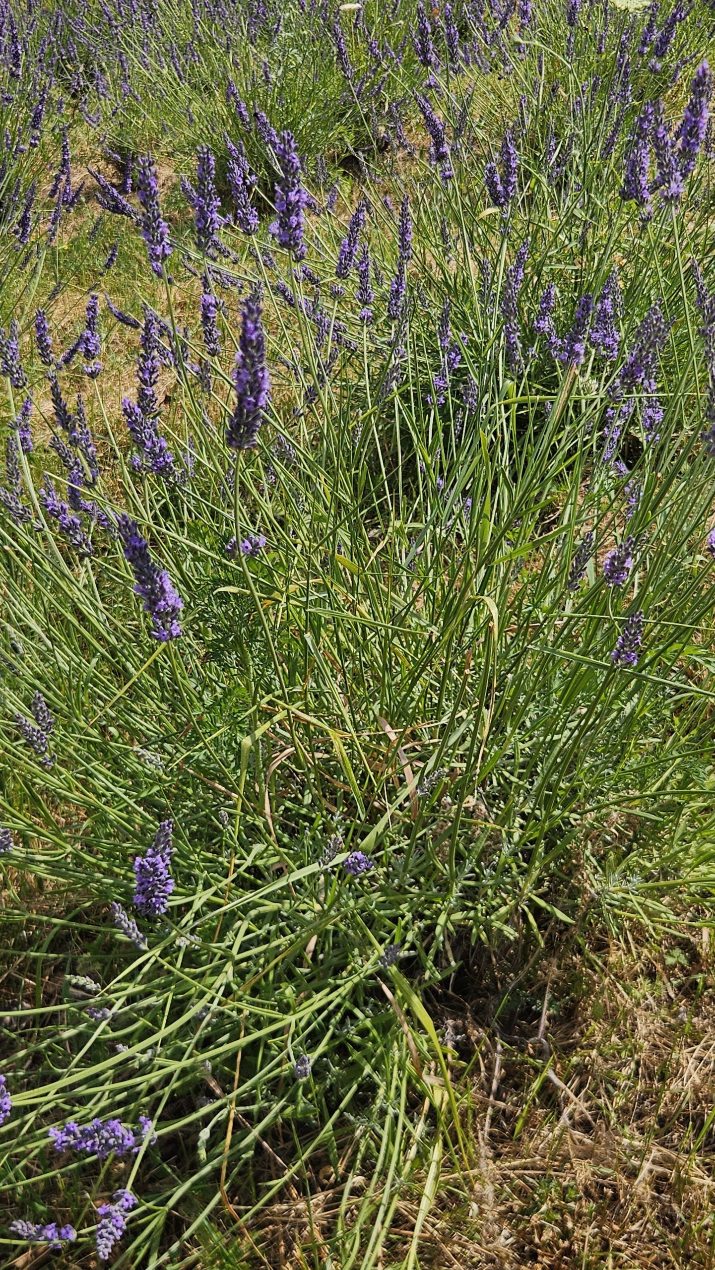Einzelne blühende Lavendelpflanze auf dem Lila Dreieck auf der Acht – Symbol für Artenvielfalt und Naturschutz bei LAVELAL.